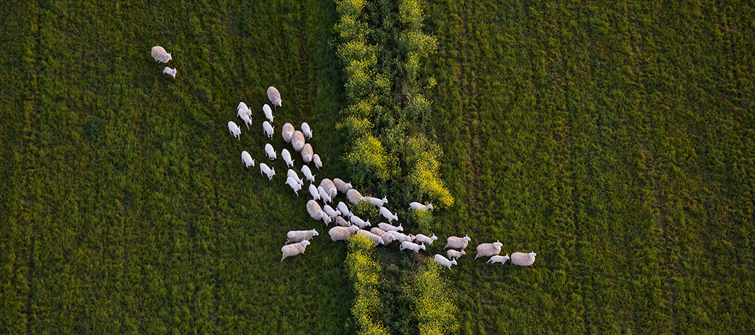 Sheep walking along a grassy field