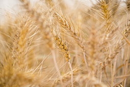 Wheat field