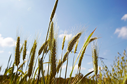 Healthy prospects for wheat exporters 