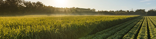 Field of sugar cane