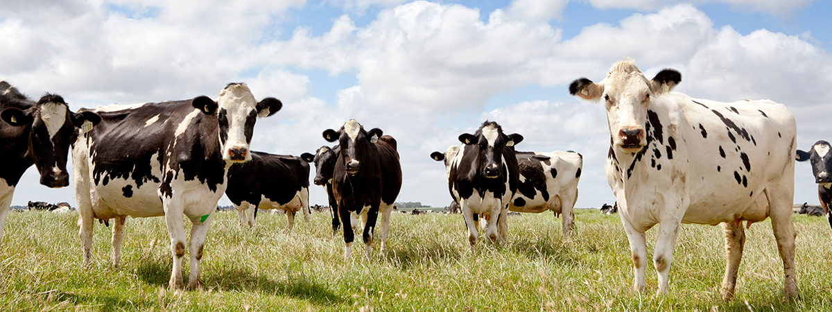 Dairy cows in field