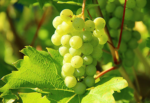 Bunch of green table grapes on a grapevine