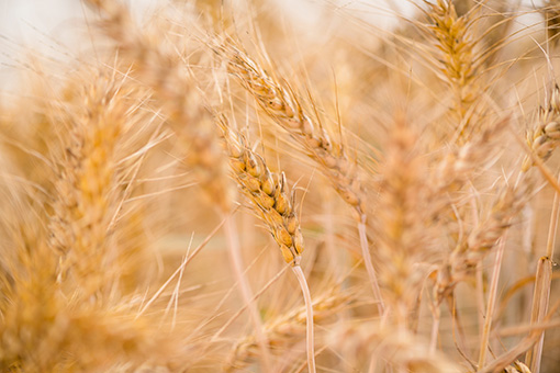 Wheat field