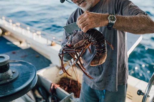 Western rock lobster