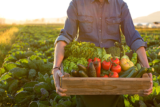 Farmer carrying crate of fresh vegetables