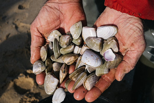 A pair of hands holding Goolwa PipiCo's pipis