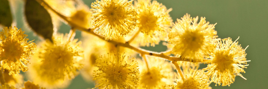 Wattle on a branch stem