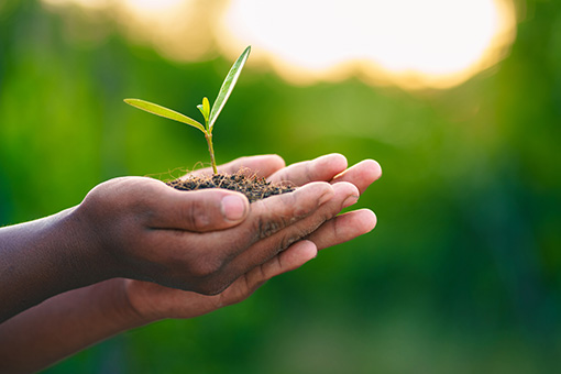 Hand holding tree sapling
