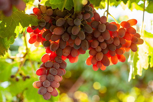 Bunch of red table grapes hanging from vine