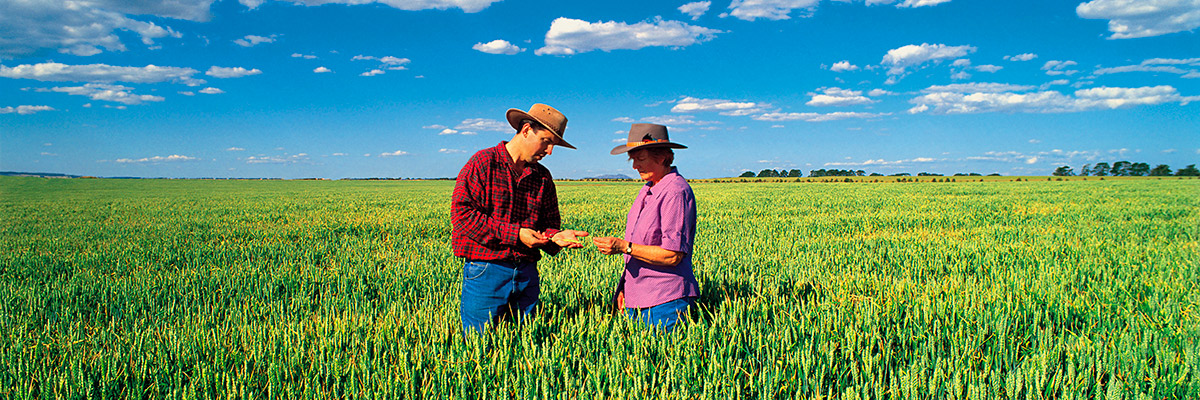 Farmers in a field of wheat
