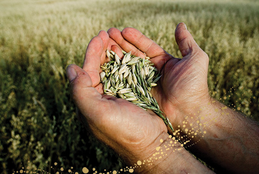 Person holding grains of wheat in their hand