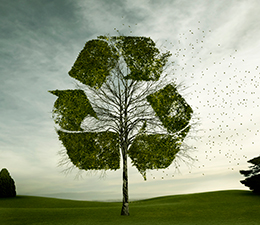 Tree growing in recycling symbol shape