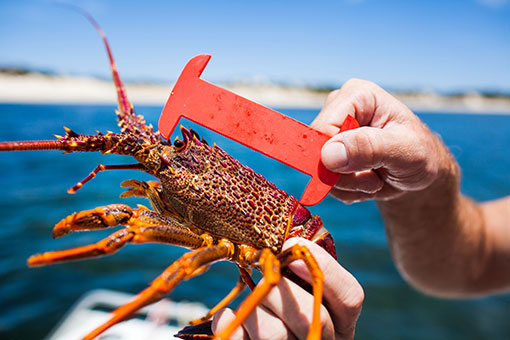 Australian rock lobster