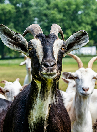 Goats up close