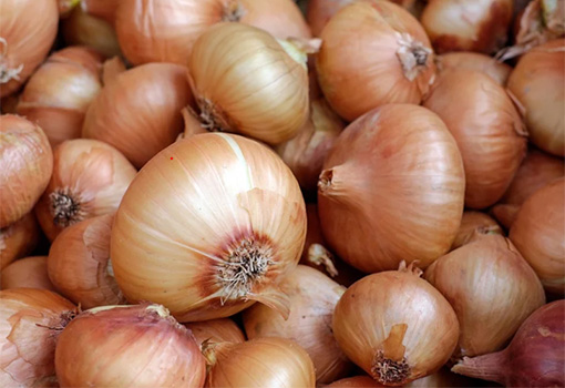 Premium Fresh onions