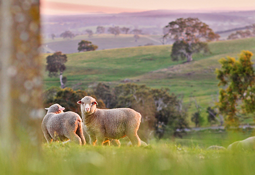 Sheep on farmland