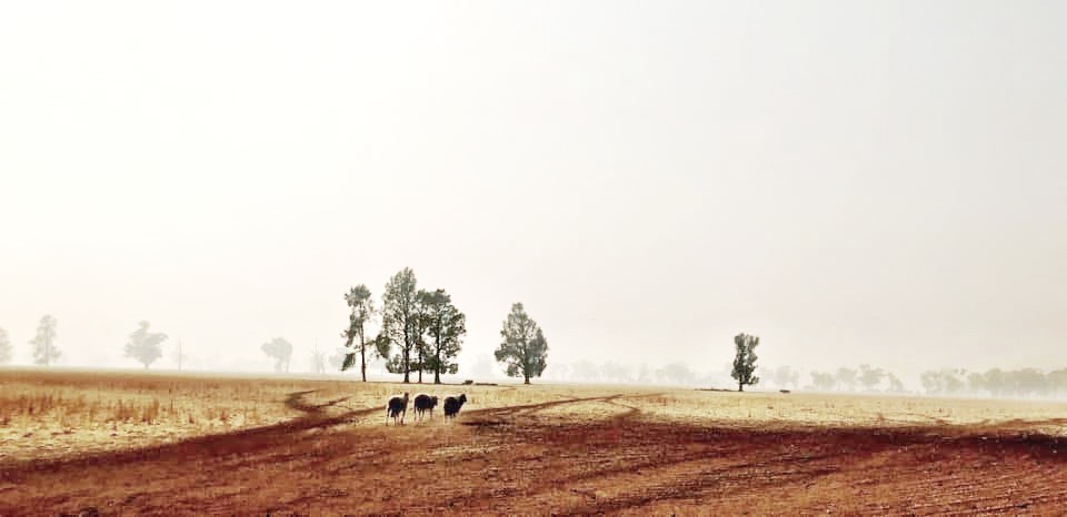 Catch up with the NSW Drought Coordinator
