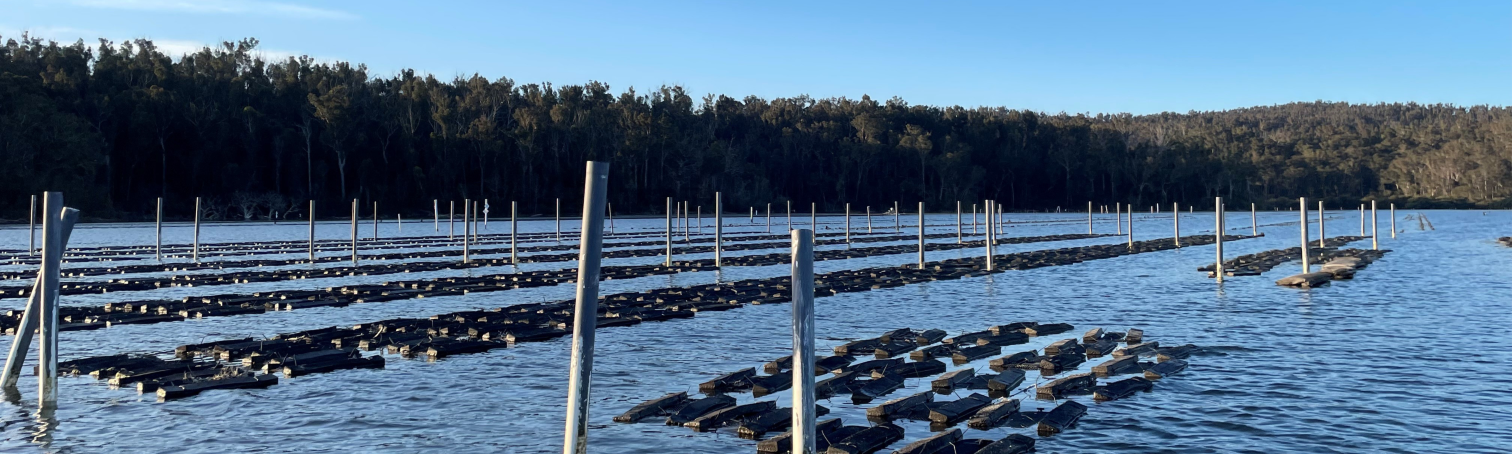 NSW Oyster Conference Merimbula