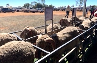 Egelabra Open Day